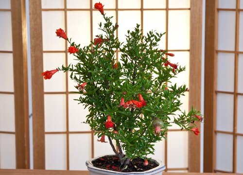 盆栽石榴树怎样修剪
