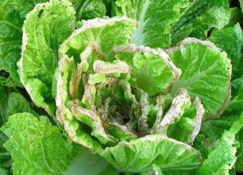 大白菜代表什么象征意义