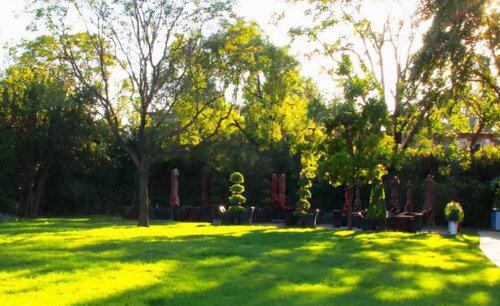 剪股颖草坪优缺点