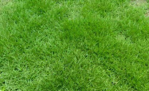 剪股颖草坪优缺点