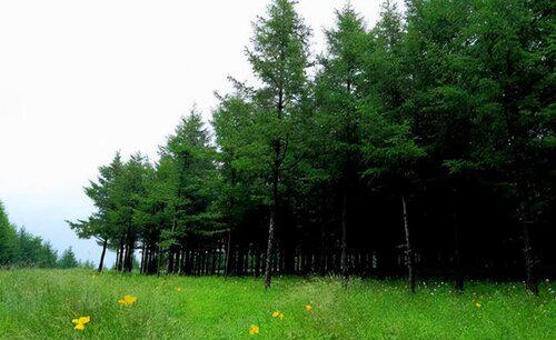 剪股颖草坪优缺点