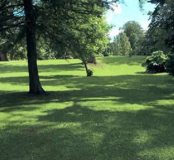 剪股颖草坪优缺点