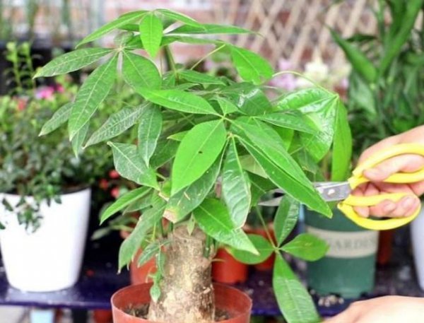 怎么能让发财树叶子越来越绿