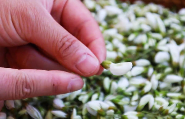 槐树花怎么保存时间长