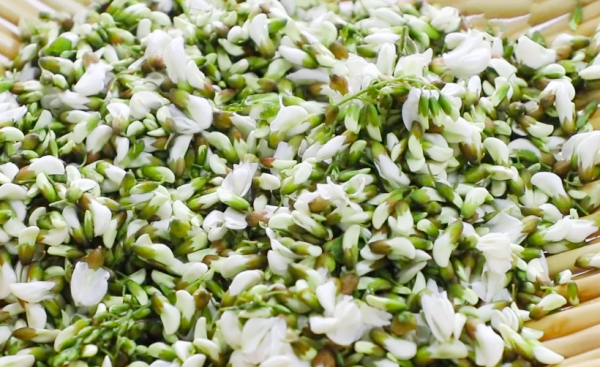 槐树花怎么保存时间长