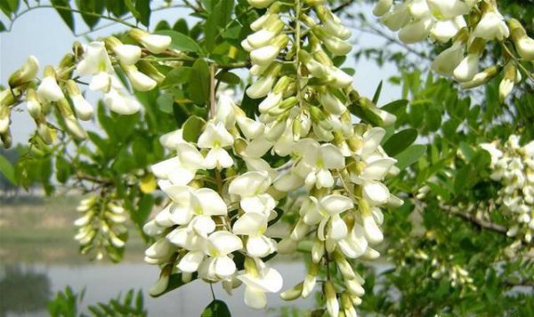 槐树花怎么保存时间长