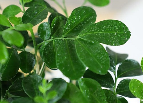 九里香水培养殖方法和注意事项