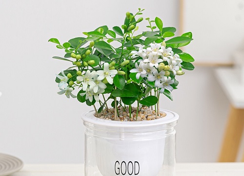 九里香水培养殖方法和注意事项