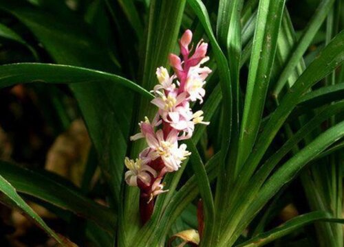 吉祥草的功效与作用图片及禁忌