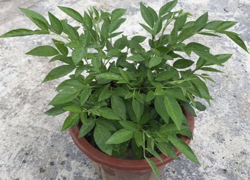 吉祥草的功效与作用图片及禁忌