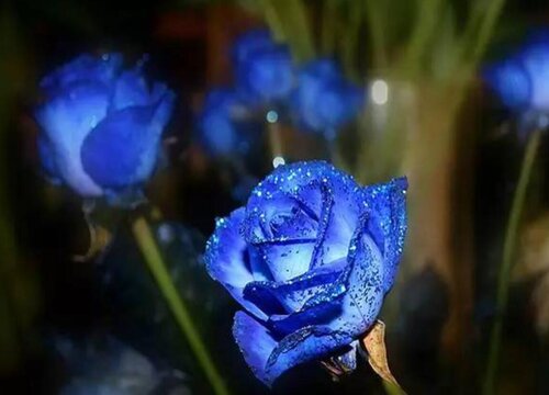 蓝色妖姬玫瑰的花语是什么意思