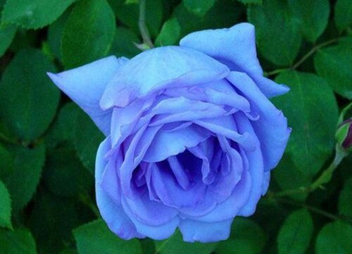 蓝色妖姬玫瑰的花语是什么意思