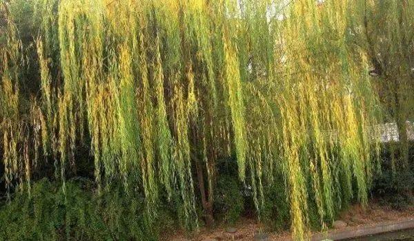 柳树是什么季节开的花