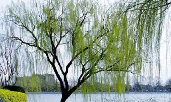 柳树是什么季节开的花