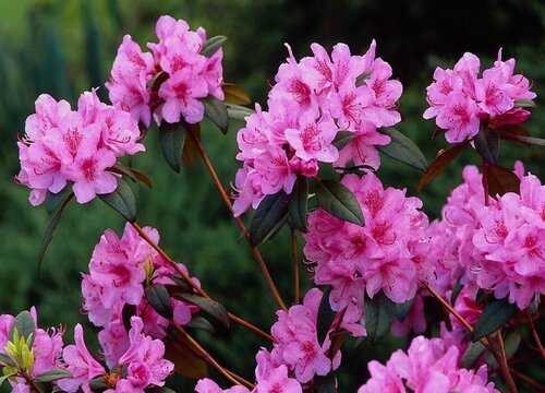 如何选择容易成活的杜鹃花植株