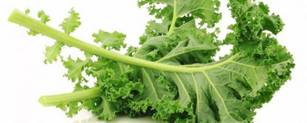 羽衣甘蓝榨汁可以减肥吗