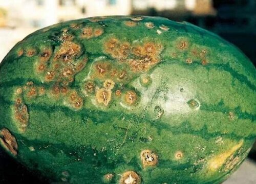 大棚西瓜病虫害防治技术与方法