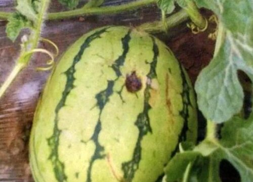 大棚西瓜病虫害防治技术与方法