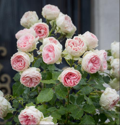 绒球门廊月季的优缺点