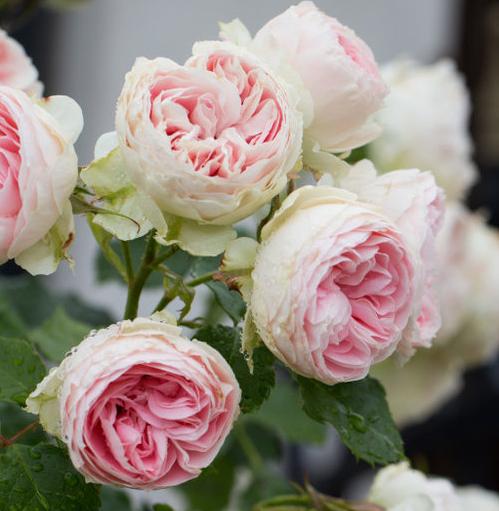 绒球门廊月季的优缺点