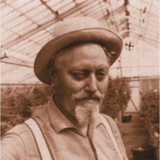 绒球门廊月季的优缺点