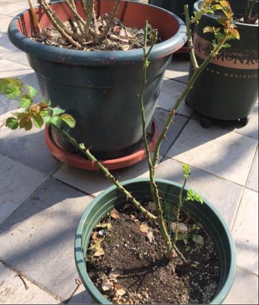 绒球门廊月季的优缺点