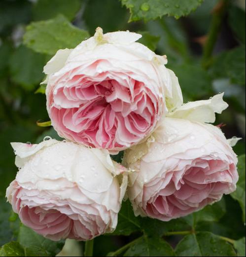 绒球门廊月季的优缺点