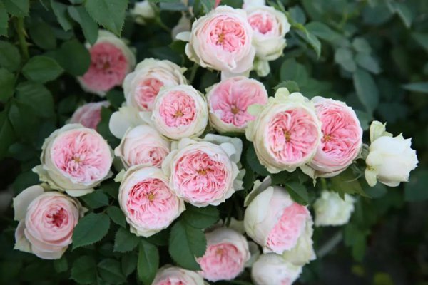 绒球门廊月季的优缺点