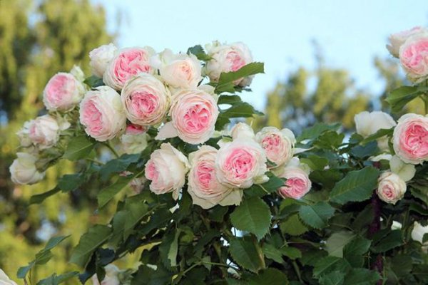 绒球门廊月季的优缺点