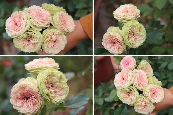 绒球门廊月季的优缺点