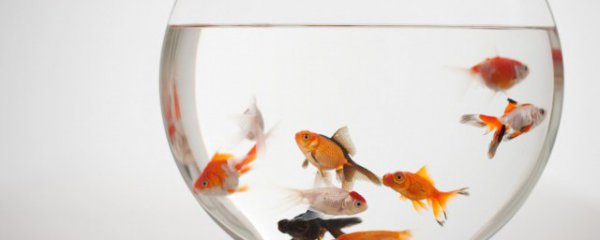 小观赏鱼多久喂一次食