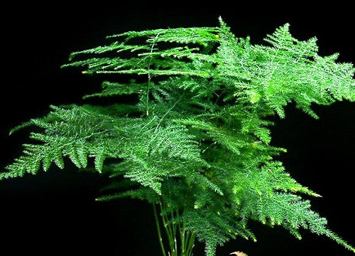 文竹花期是什么时候