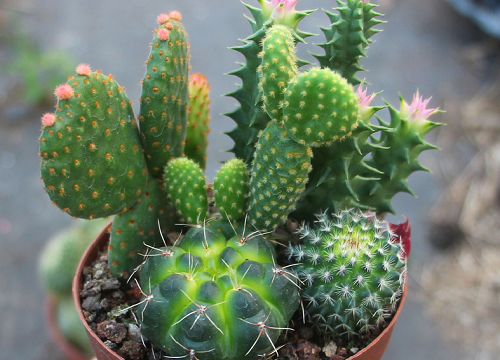 仙人掌花期是什么时候