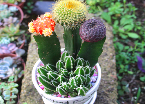 仙人掌花期是什么时候