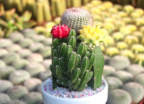 仙人掌花期是什么时候