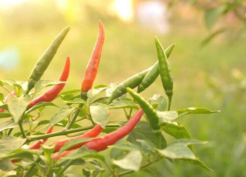 辣椒是一年生还是多年生植物