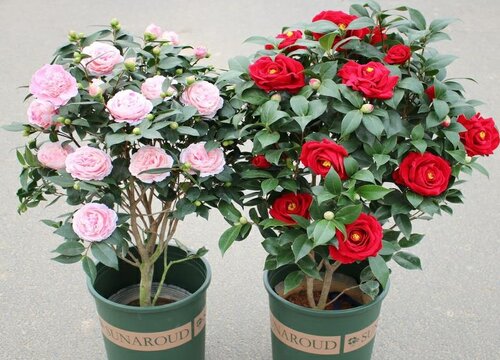 茶花桩子如何更换盆