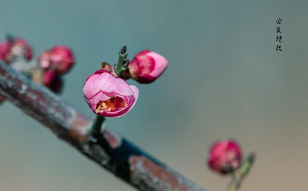 梅花为什么不能在家里养