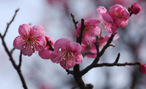 梅花为什么不能在家里养
