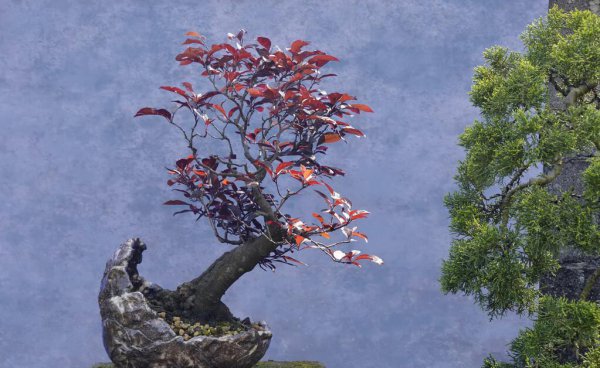 梅花为什么不能在家里养