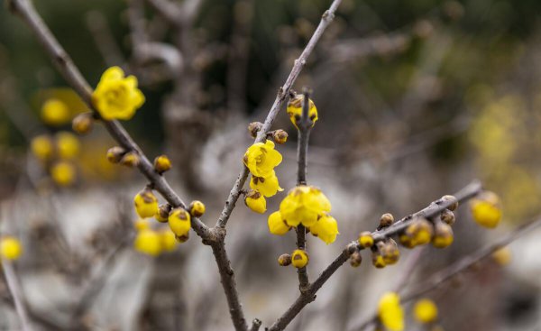 梅花为什么不能在家里养