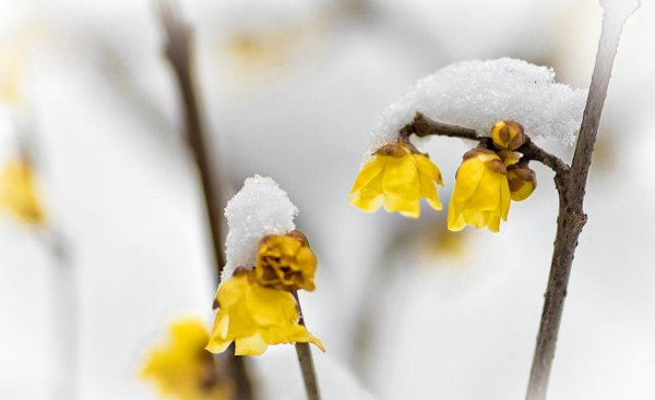 梅花为什么不能在家里养