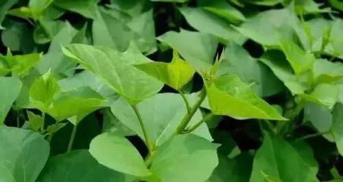 怎么样才能让红薯长得更好