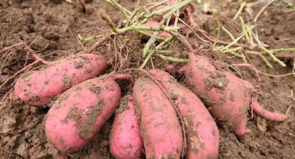 怎么样才能让红薯长得更好