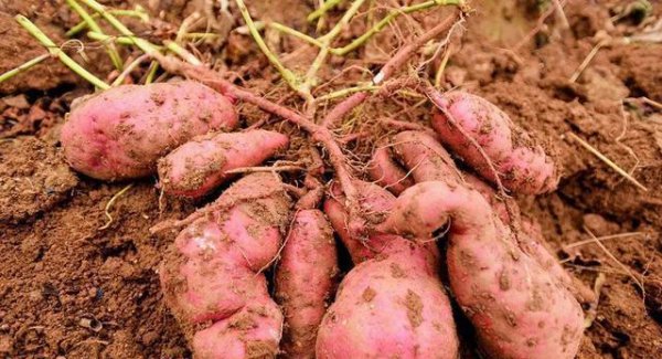 怎么样才能让红薯长得更好