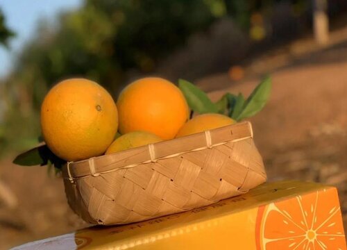 江西赣南脐橙几月份成熟