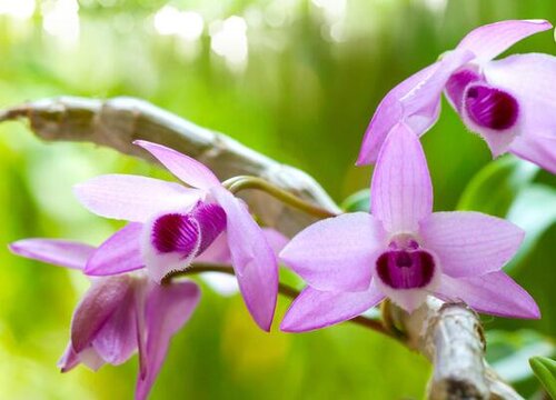 石斛花期是什么时候