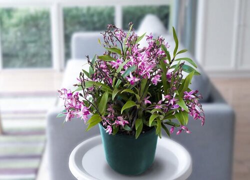 石斛花期是什么时候