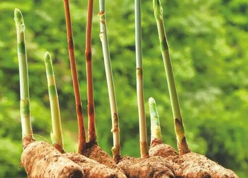 天麻几月份收获