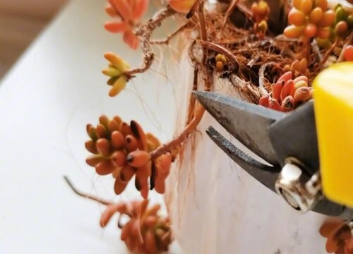 虹之玉修剪方法